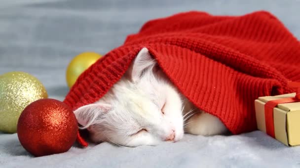 美丽可爱的白色绒毛安哥拉猫 穿着红色毛衣 圣诞节 寒冷天气下的新年装饰品躺在床上睡觉 家养宠物 为小猫做广告 — 图库视频影像