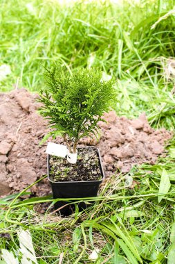 yeşil küçük kozalaklı ağaç bitkisi topraktan filizlenir, çimlerin üzerinde zemin vardır doğa bahçeye, ormana, parka ekmeye hazırlanır. Çevre dostu, organik, ekoloji kavramı.