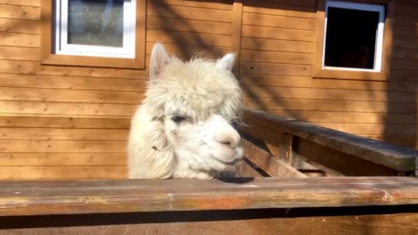 Funny Wild White Lama Eating Human Hands Contact Zoo Cage — Stock Video