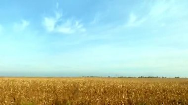 Otomobilin yan penceresinden sarı altın buğday tarlası boyunca ilerleyen mavi gökyüzü karayolu boyunca. Tarım hasadı. Seyahat kavramı. Kırsal alan. Arabayla hızlı sürüş..
