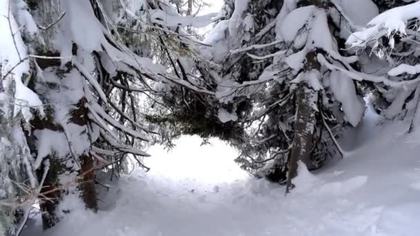 Yeşil Yüksek Çam Ağaçları Karla Kaplı Kış Ormanlarında Dağlar Doğa — Stok video