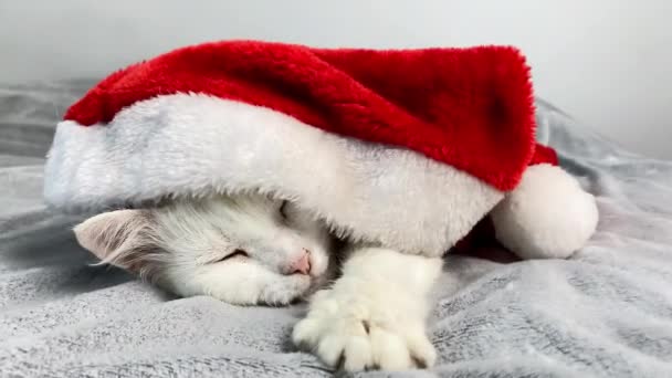 かわいい美しいクリスマスの白いふわふわのアンゴラの猫は 家で毛布のベッドに横たわるクリスマス赤いサンタクロースの帽子をかぶっています 新年の祝日を祝い カードを見る 国内ペット — ストック動画