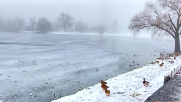 Patos Nadam Lagoa Patos Lago Coberto Gelo Neve Inverno Gelado — Vídeo de Stock