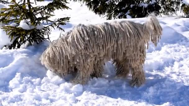 在乌克兰喀尔巴阡山脉的冬季 匈牙利雪地上行走着纯种的雪地牧羊犬 — 图库视频影像