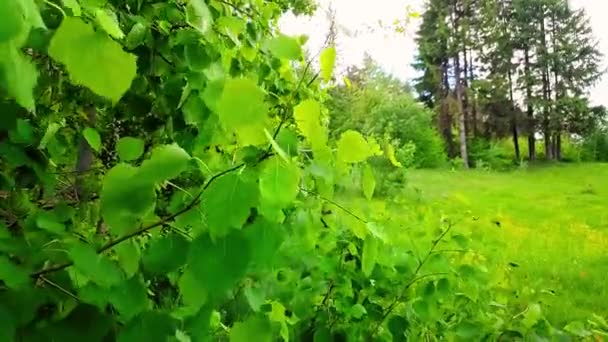Liść Zielonej Brzozy Poruszający Się Wietrze Piękna Alejka Drzew Trawnik — Wideo stockowe