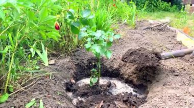 Yeşil gül tohumu eken kadın çiftçi toprakta, bahçesinde, parkında tomurcuklanıyor. Tarım, bahçecilik, organik, ekoloji doğa kavramı..