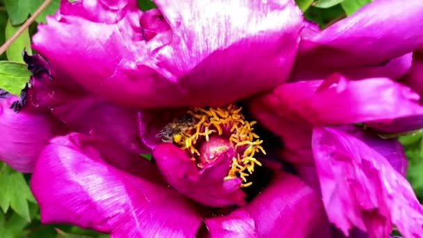 Gândacul Albine Miere Adună Nectar Polen Planta Flori Bujori Înflorite — Videoclip de stoc