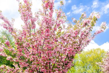 Bahar botanik bahçesinde çiçek açan pembe yapraklı güzel sakura ağacı dalları ya da ilkbahar, yaz aylarında şehir parkı..