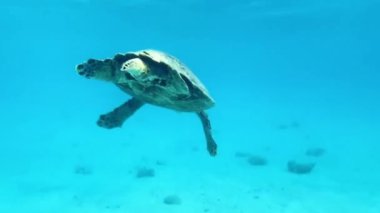 Deniz kaplumbağası yavaşça okyanusta yüzer, açık mavi vahşi su, büyük yeşil kaplumbağa, Chelonia midas, Hawksbill Eretmochelys imbricata, vahşi yaşam hayvanları, scuba dalışı.