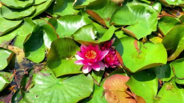 Nilüfer yapraklı pembe nilüfer çiçekleri gölde, nehirde. Süslü bahçe havuzu. Doğa manzarası tasarımı. Yüksek kalite 4K video..