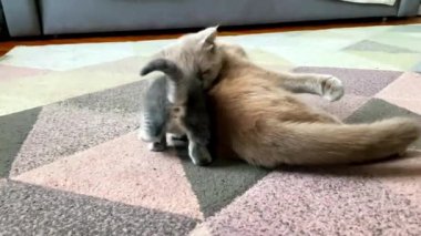Sevimli küçük gri kedi yavrusu evde annesine sarılıyor, sevimli küçük kedi, evcil kedicik evcilik oynuyor. 4 km video reklamı yapıyor..