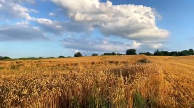 Mavi gökyüzüne karşı kendi buğday tarlam altın tarlası. Tarım ekimi, mahsul ekme. Kırsal Ukrayna kırsal arazisi..