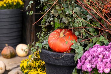 Birçok canlı turuncu balkabağı sepetinde, sebze hasat pazarı sonbaharı. Cadılar Bayramı Şükran Günü kutlama sembolü ekim. Çiftlik bahçesinde kırsal sonbahar arka planında..