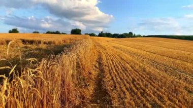 Mavi gökyüzüne karşı kendi buğday tarlam altın tarlası. Tarım ekimi, mahsul ekme. Kırsal Ukrayna kırsal arazisi..