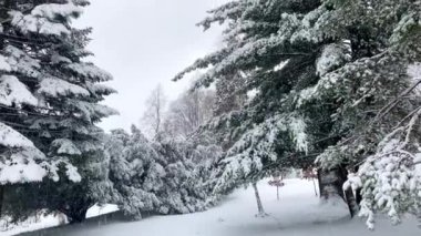 Şiddetli kar fırtınası, kar fırtınası, kar fırtınası, doğa manzarası sırasında dağlarda, kışın kozalaklı ormanlarda karla kaplı yeşil çam ağaçları. Seyahat kavramı.