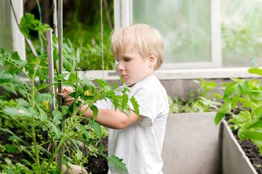 Jittle 'lı çocuk, serada domates fidanlarını bağlıyor. Bebek yeni yürümeye başlayan çocuk, yaz tatillerinde arka bahçedeki kır evinde yetiştiriyor. Bitkilerle ilgileniyor..