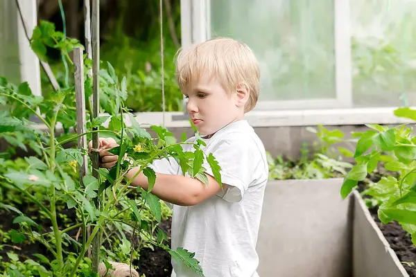 Jittle 'lı çocuk, serada domates fidanlarını bağlıyor. Bebek yeni yürümeye başlayan çocuk, yaz tatillerinde arka bahçedeki kır evinde yetiştiriyor. Bitkilerle ilgileniyor..