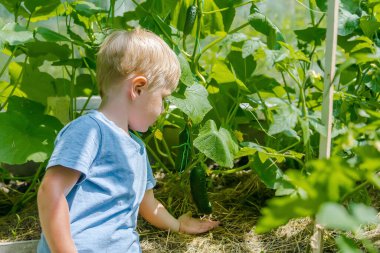 Jittle 'lı çocuk, serada domates fidanlarını bağlıyor. Bebek yeni yürümeye başlayan çocuk, yaz tatillerinde arka bahçedeki kır evinde yetiştiriyor. Bitkilerle ilgileniyor..