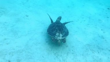 Deniz kaplumbağası yavaşça okyanusta yüzer, açık mavi vahşi su, büyük yeşil kaplumbağa, Chelonia midas, Hawksbill Eretmochelys imbricata, vahşi yaşam hayvanları, scuba dalışı.