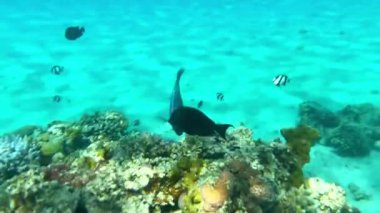 Renkli mavi egzotik tropikal klorozor sordidus mısır balıkları besleniyor, açık kırmızı deniz suyunda yüzüyor yeşil resifte okyanus, flora ve vahşi doğada fauna