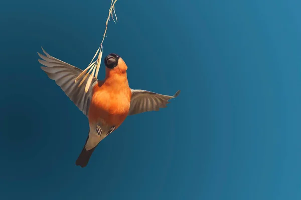 Bullfinch Flight Pluck Aszaden Geïsoleerd Blauw Vogels — Stockfoto