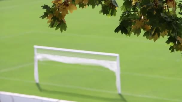 Herbstlaub Hängt Über Dem Fußballplatz Sanktionen — Stockvideo