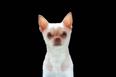 Siyah üzerine izole edilmiş küçük beyaz bir chihuahua köpeği.