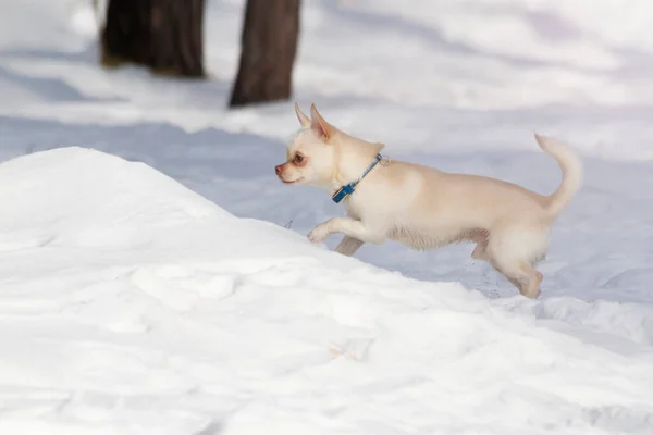 Kleiner Weißer Hundechihuahua Läuft Durch Die Schneewehen Haustiere — Stockfoto