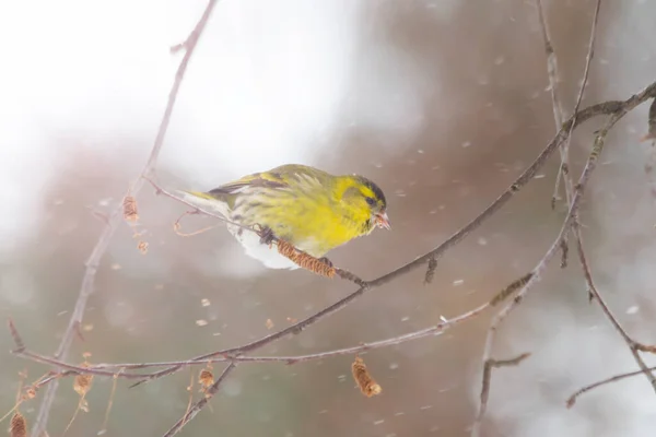 Siskin Eating Birch Seeds Snowfall Survival Cold — Stock Photo, Image