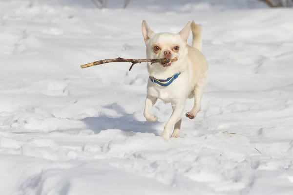 Kleiner Weißer Hundechihuahua Trägt Einen Stock Haustiere — Stockfoto
