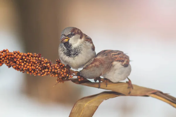 麻雀在冬天吃种子 在寒冷中生存 — 图库照片