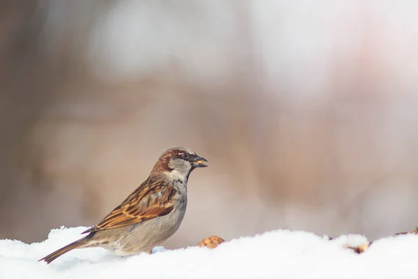 Vrabec Sněhu Dostat Jídlo Přežití Chladu — Stock fotografie