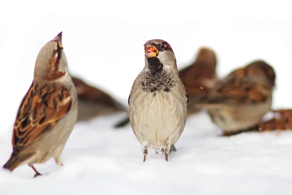 Serçe Kışın Karda Yiyecek Arar Soğuktan Hayatta Kalır — Stok fotoğraf