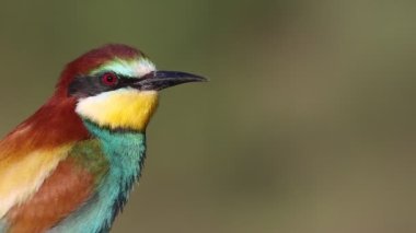 Arı yiyen renkli kuş portresi, vahşi doğa, Nat Geo