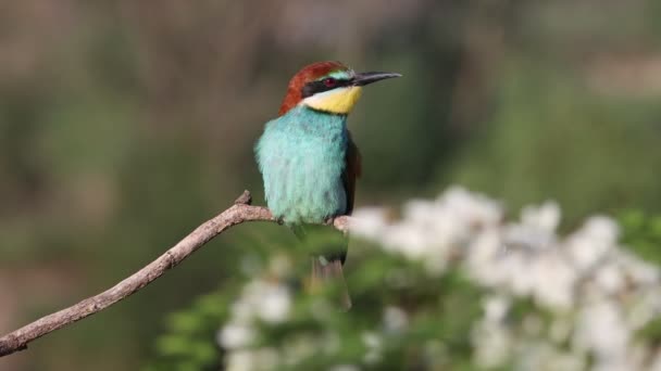 Colorido Pájaro Devorador Abejas Rama Floración Chirría Desierto Nat Geo — Vídeos de Stock