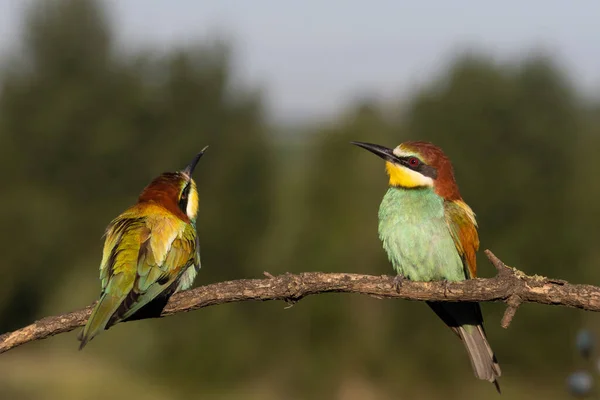Due Bellissimi Uccelli Guardano Verso Deserto Nat Geo — Foto Stock