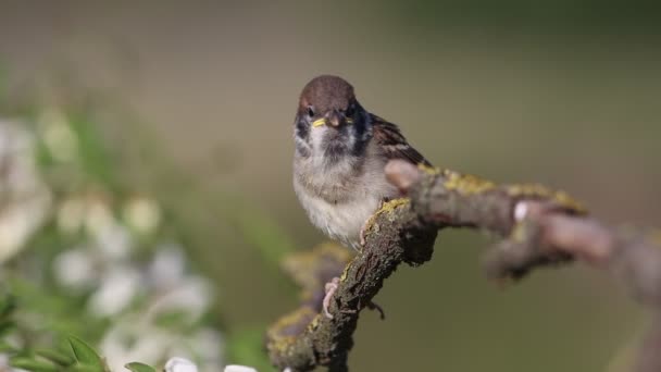 Sparrow Baby Branch Squeaks Wilderness Nat Geo — Stock Video
