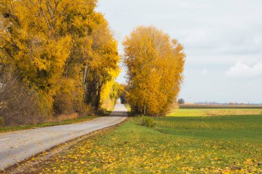 Büyük ağaçlar, yollar ve düşen sarı yapraklar, güzel sonbahar, tatil