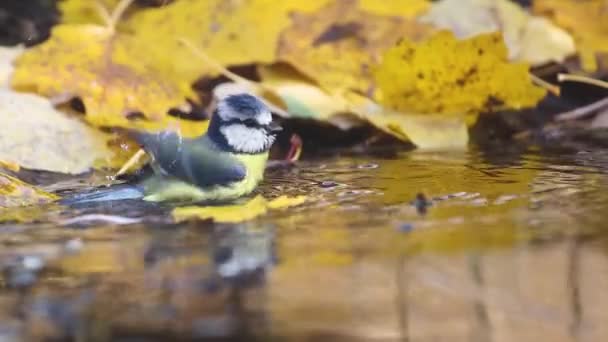 Beautiful Wild Bird Blue Tit Bathes Autumn Puddle Beautiful Autumn — ストック動画