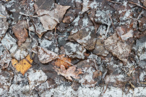 Podzimní Listy Pokryté Průhledným Ledem Makro — Stock fotografie