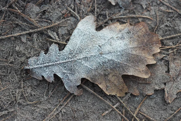Höstens Eklöv Täckta Med Frost Makro — Stockfoto