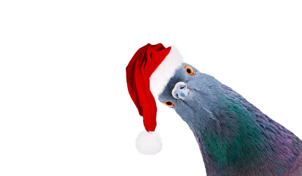 Noel Baba Şapkalı Güvercin Beyazlara Izole Edilmiş Kameraya Bakıyor Hayvanlar — Stok fotoğraf