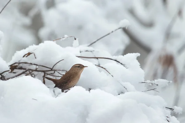 雪の森や動物たちの間に小さな鳥が生まれ — ストック写真