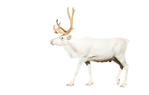 白い鹿は誇らしげに白い背景に隔離された歩く動物 — ストック写真