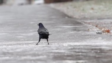 Kale buzda koşar, ayaklarıyla kayar ve havalanır, hayvanlar.