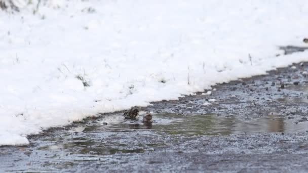 スズメは冬の水たまりや動物に浸かり — ストック動画