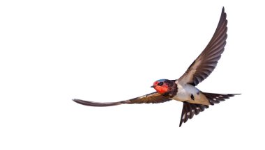 Ahır kırlangıcı beyaz arka planda uçuyor, kuşlar