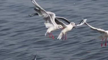 Kuş martıları suyun üzerinde yavaş çekimde uçar, Nat Geo