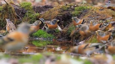 Sonbahar sulama kuyusunda Bramblings, Nat Geo
