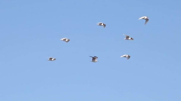 Ptáci Létat Modré Obloze Zpomalit Pohyb Nat Geo — Stock video
